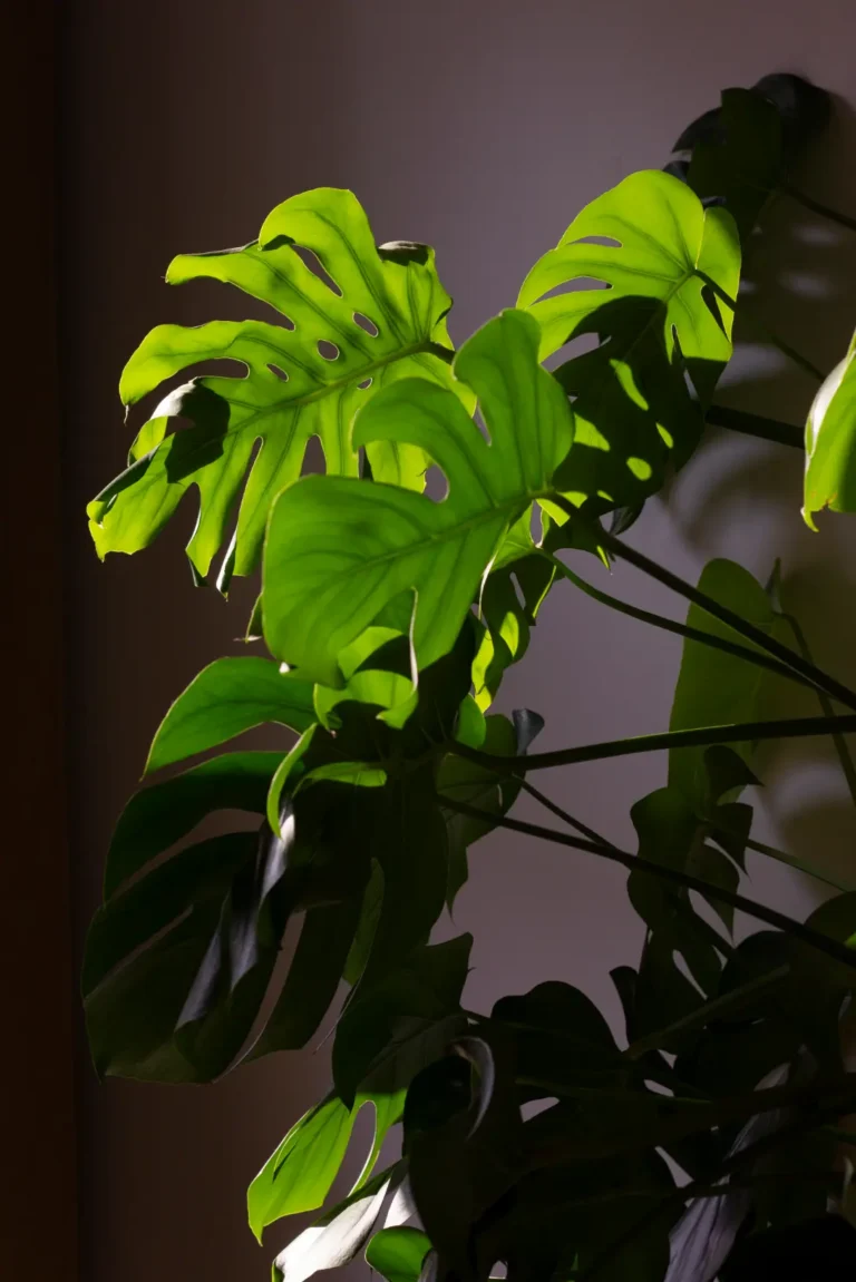 Monstera deliciosa - roślina domowa