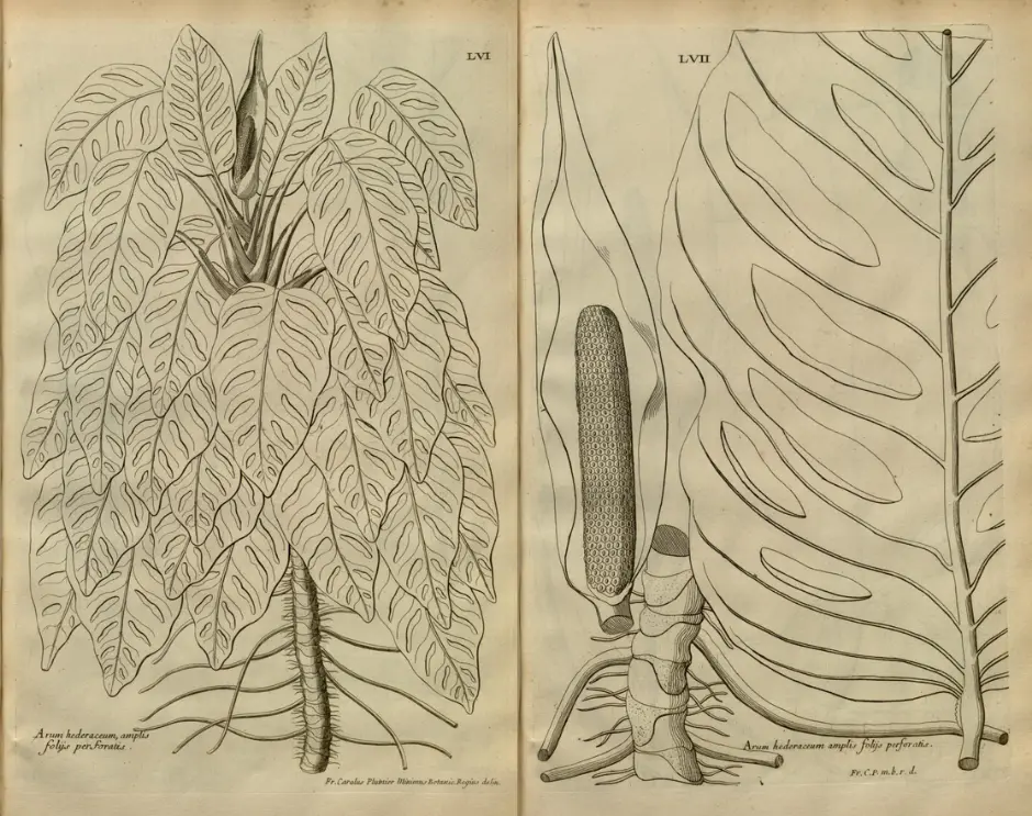 Ilustracja przedstawiająca gatunki roślin z rodziny monstera