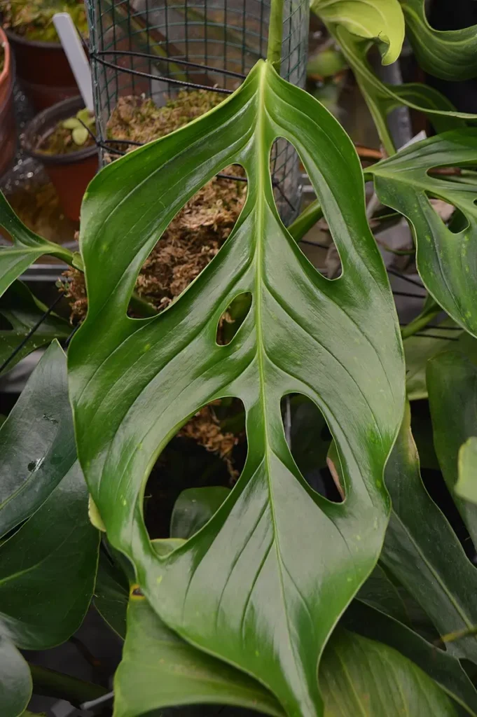 Gatunki roślin z rodzaju Monstera, Monstera Acacoyaguensis