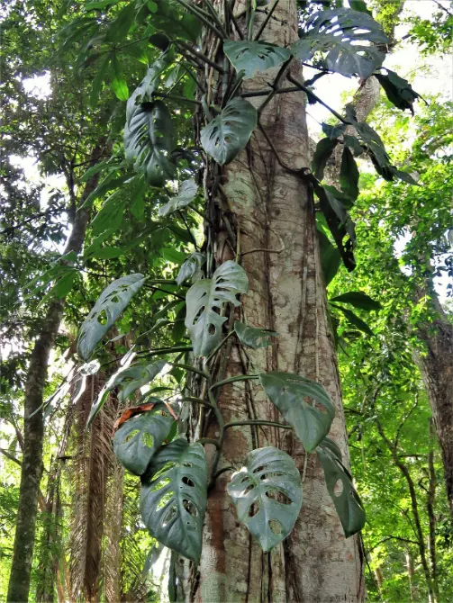Gatunki roślin z rodzaju Monstera, Monstera acuminata