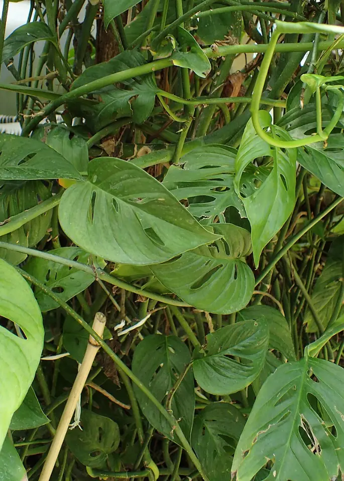 Monstera epipremnoides