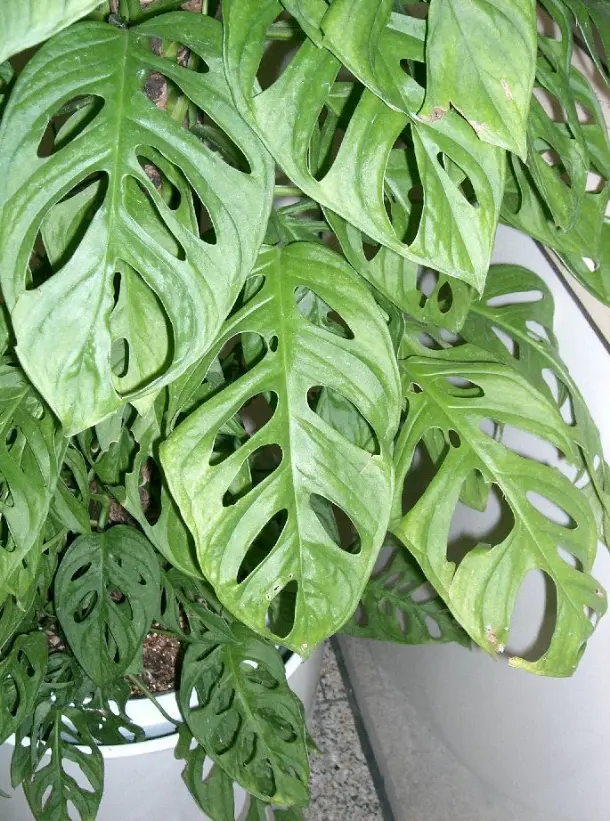 Monstera adansonii w uprawie domowej