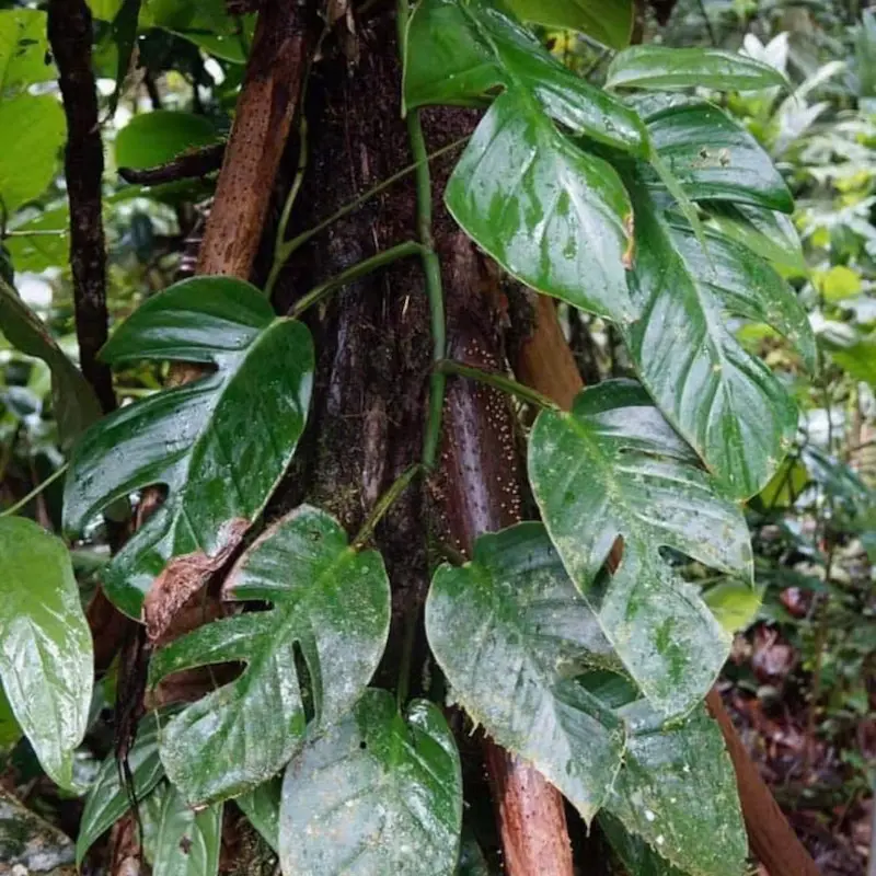 Monstera glaucescens