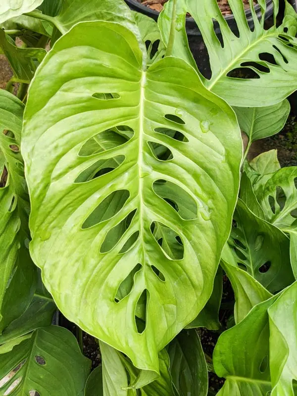Liść rośliny Monstera lechleriana