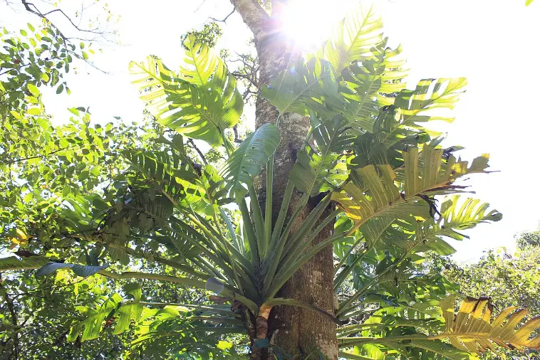 Monstera lentii