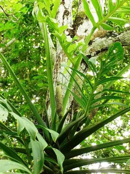 Monstera pinnatipartita