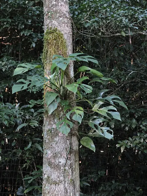 Monstera praetermissa