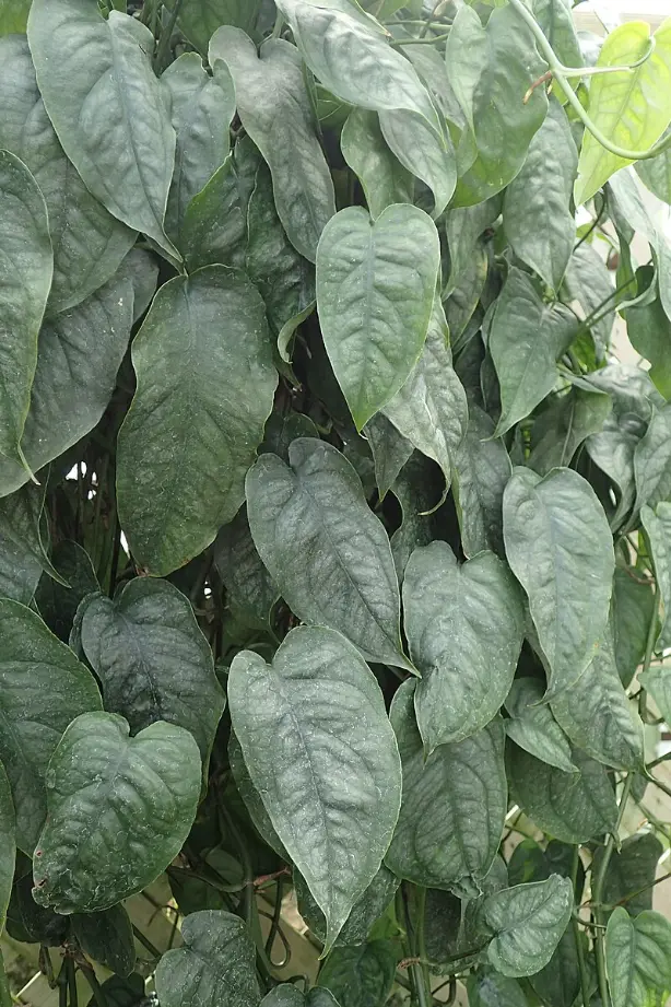 Monstera siltepecana