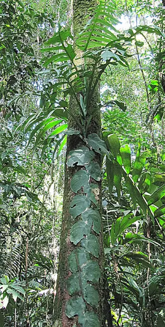 Monstera tenuis